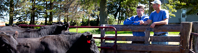 Two men leaning on a wooden fence next to a cow